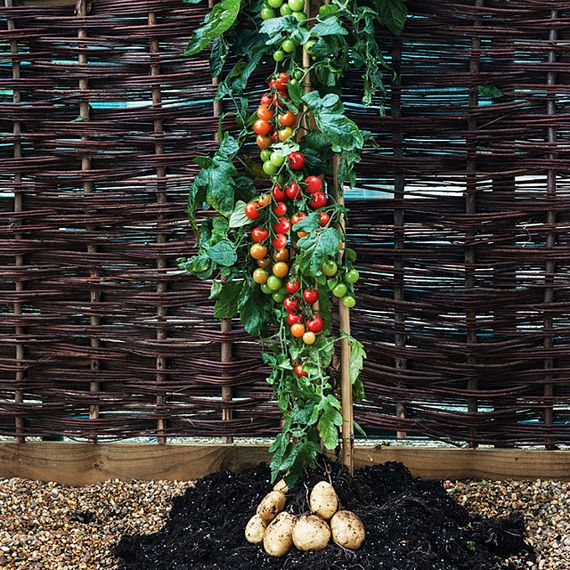 2-in-one- TomTato-Plant.