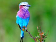 Beautiful Lilacbreasted Roller (Bird)