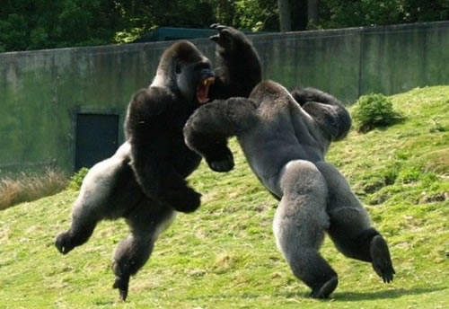 Fighters