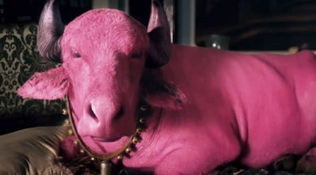 my pink buffalo