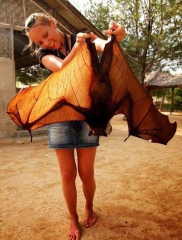 WOW ! What a Bat !