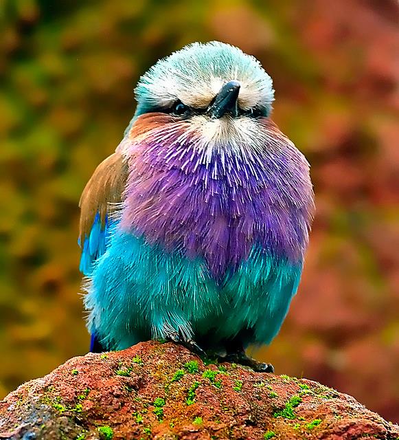 blog_image
Lilac-Breasted-Roller-946.