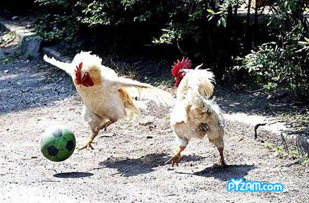 funny chicken soccer