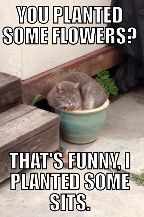 U Planted Flowers?