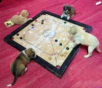 let's play 4 funny puppy