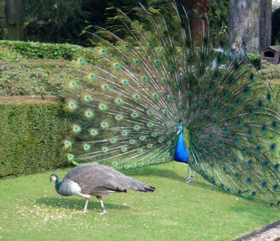 Dancing Indian Blue Peacock :KBR National Park,Hyderabad