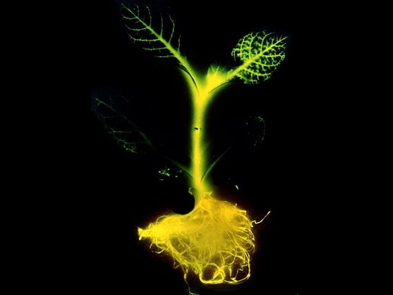 Cool Invention glowing plant