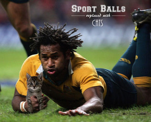 Sports Ball Replaced By Cat?